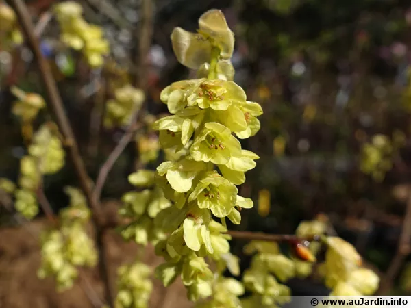 Noisetier d'hiver, Faux-noisetier, Corylopsis aux longs épis, Corylopsis spicata