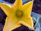 Fleur femelle de courge