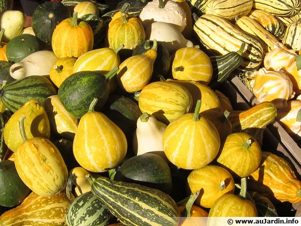 Questions fréquentes sur la courge, culture, récolte et cuisine