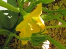 Cuisiner les fleurs de printemps