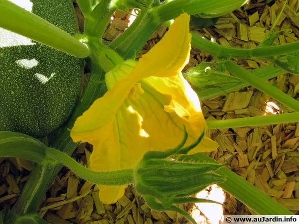 Fleur de la courgette
