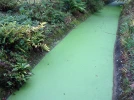 Gare aux plantes envahissantes au bassin