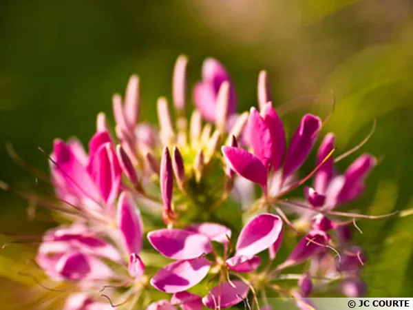 Les plantes, une source d'inspiration
