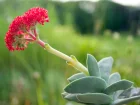 Crassula  faucilles, Plante  hlice, Crassula perfoliata var. minor