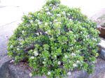 Arbre à Jade, Crassula ovata