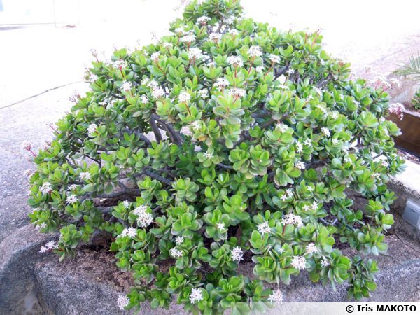Crassula ovata arbre de jade