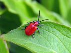 Criocère du lis, Crioceris lilii