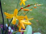 Crocosmia 'Georges Davidson'