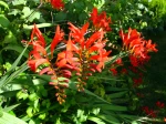 Crocosmia 'Lucifer'