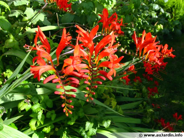 Crocosmia 'Lucifer'
