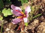 Safran, Crocus sativus Safran, Crocus sativus