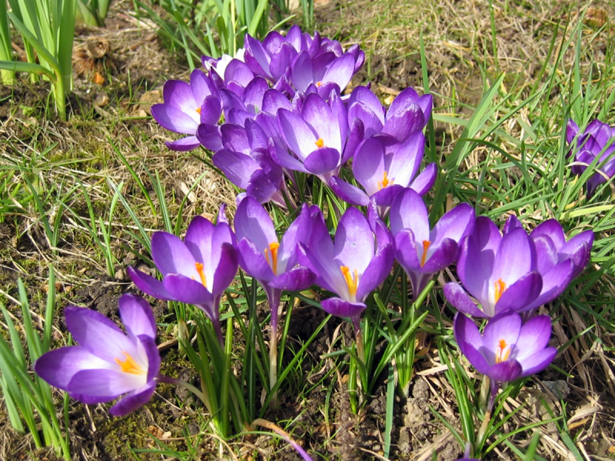 Bulbes De Crocus Nains – Mélange De Couleurs (bleu, Violet, Blanc, Jaune), Floraison Printanière, Pour Jardin