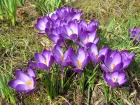 Crocus