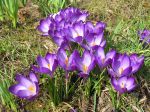 Crocus aux fleurs violettes Crocus aux fleurs violettes