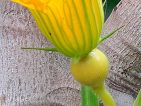 Base enflée de la fleur femelle des cucubirtacées Base enflée de la fleur femelle des cucubirtacées