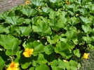 Tailler les courges