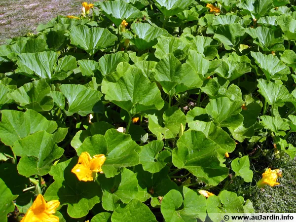 Tailler les courges