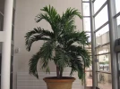 La culture des plantes d'int�rieur en hiver
