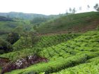Culture de thé en Inde
