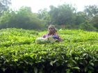 Culture de thé en Inde, récolte par une indienne