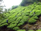 Culture de thé en Inde, vue des champs de théiers