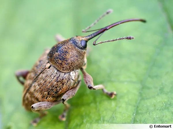 Balanin des noisettes, Curculio nucum