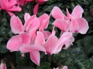 Entretien du cyclamen en hiver