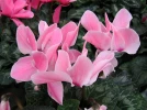 Entretien du cyclamen en hiver