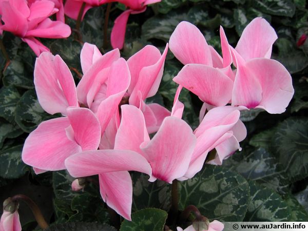 Superbes fleurs de cyclamen