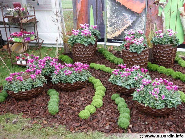 Cyclamen Metis Fantasia de MOREL