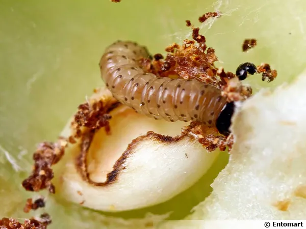 Carpocapse du pommier, Cydia pomonella