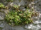 Cymbalaire des murs, Ruine-de-Rome, Cymbalaria muralis