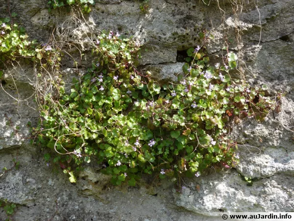 Cymbalaire des murs, Ruine-de-Rome, Cymbalaria muralis