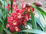 Cymbidium