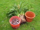 Le rempotage des orchides