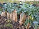 Le blanchiment des lgumes