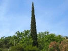 Taille et entretien du cypr�s de Florence