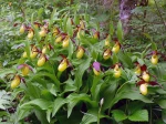 Cypripedium calceolus, Sabot-de-V�nus d'Europe