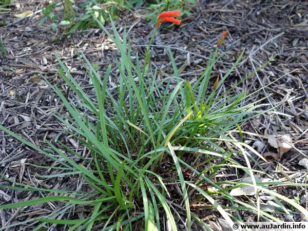 Lis de feu, Cyrtanthus angustifolius