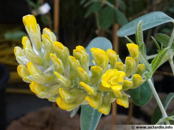 Inflorescence du genêt ananas