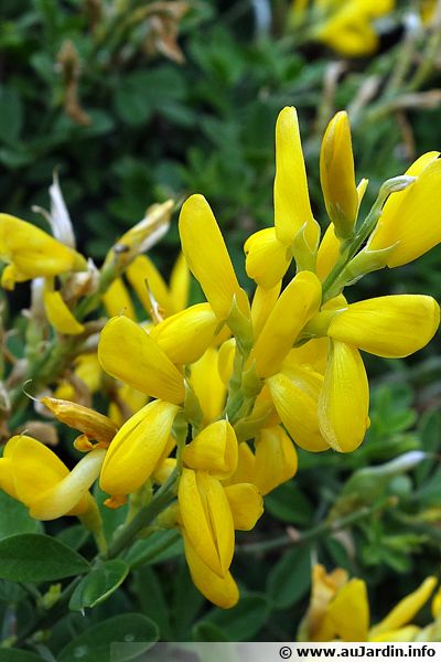Genêt de Madère, Genista maderensis : planter, cultiver, multiplier