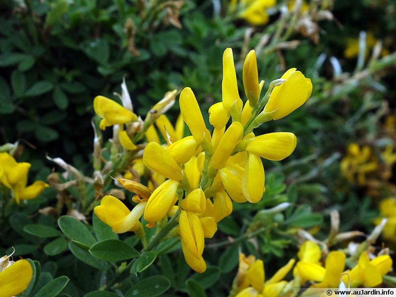 Genêt de Madère, Genista maderensis : planter, cultiver, multiplier