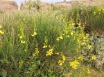 Gen�t � balais, Cytisus