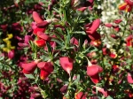 Gen�t � balais Lena, Cytisus scoparius 'Lena'