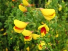 Genet, Gen�t � balais, Cytisus