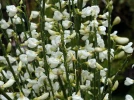 Gen�t pr�coce, Cytisus x praecox