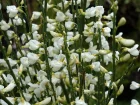 Gent prcoce, Cytisus x praecox