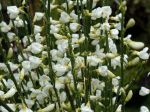 Genêt précoce aux fleurs blanches, Cytisus x praecox