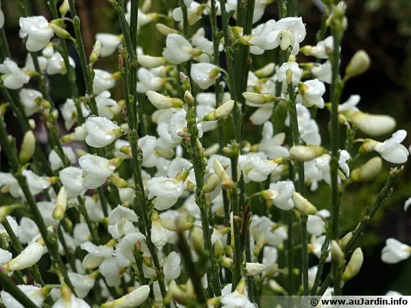 Genêt précoce aux fleurs blanches, Cytisus x praecox