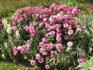 Hter la vgtation du Dahlia